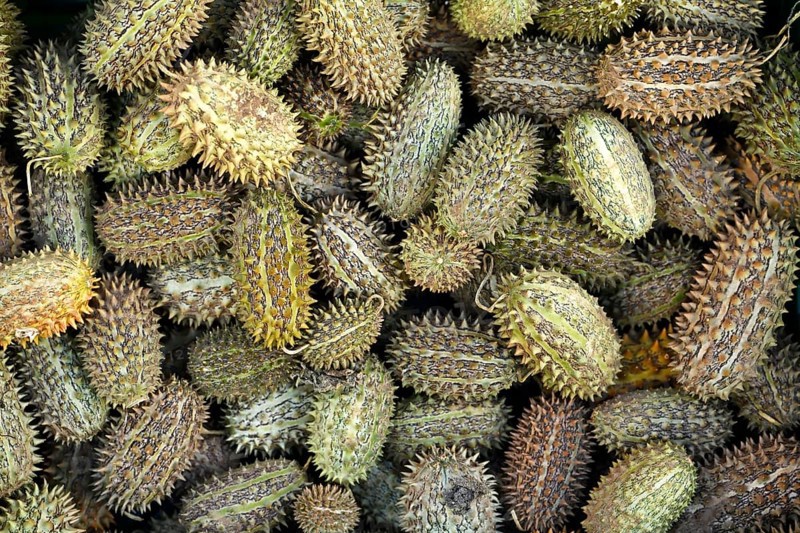 Top view of wild Cucumis africanus fruits with natural texture and exotic botanical appeal