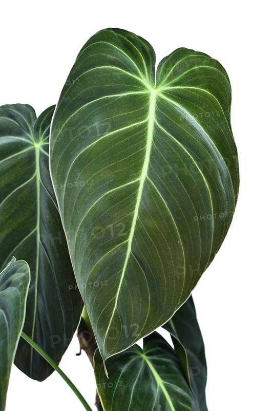 Leaf of tropical 'Philodendron Melanochrysum' houseplant with large leaves on white background