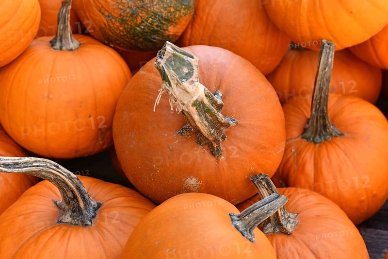 Close up of bright orange pumpkins for Halloween carving at autumn market