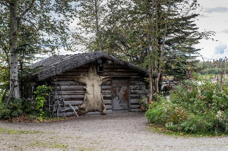 Bearskin on a cabin, Fairbanks, Alaska, USA