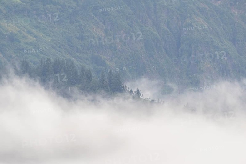 Fog on a forested mountainside, Juneau, Alaska, USA