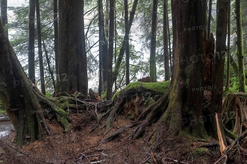 Trunks of giant arborvitae (Thuja plicata) in the Pacific Rainforest, Ketchikan, Alaska, USA