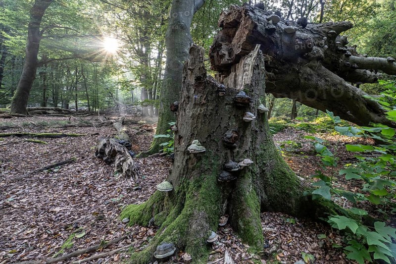Broken old copper beech (Fagus sylvatica) with tinder fungus (Fomes fomentarius), Emsland, Lower Saxony, Germany