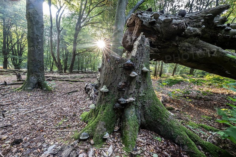 Broken old copper beech (Fagus sylvatica) with tinder fungus (Fomes fomentarius), Emsland, Lower Saxony, Germany
