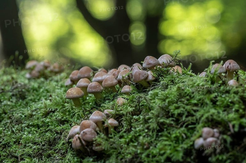 Young Sulphur tufts (Hypholoma fasciculare), Emsland, Lower Saxony, Germany