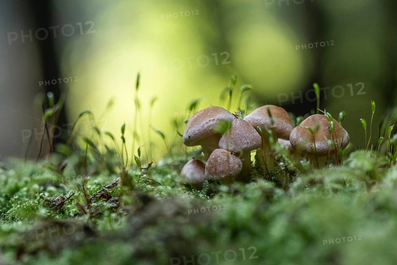 Young Sulphur tufts (Hypholoma fasciculare), Emsland, Lower Saxony, Germany