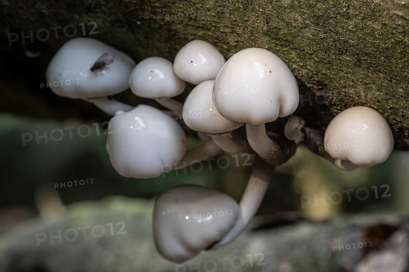 Ringed beech slime moulds (Oudemansiella mucida), Emsland, Lower Saxony, Germany