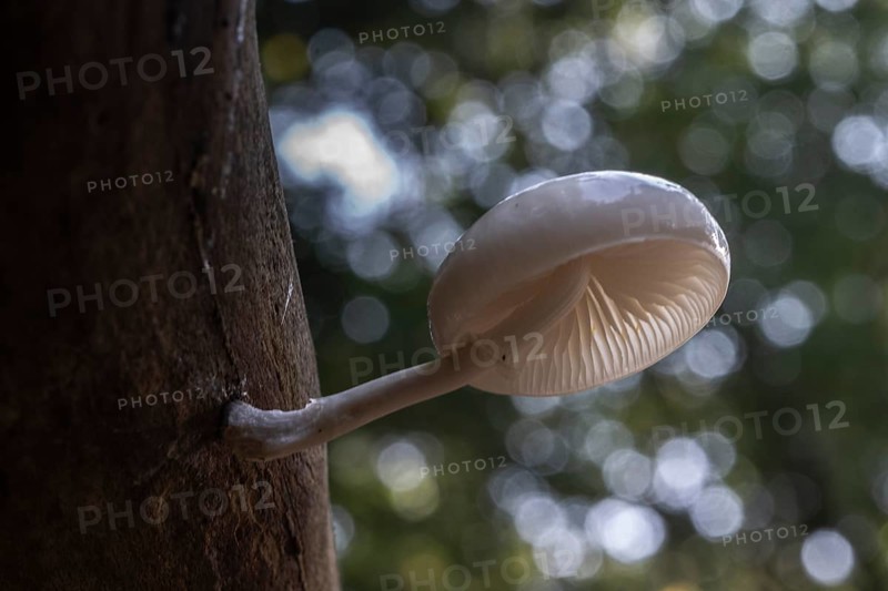 Ringed beech slime beetle (Oudemansiella mucida), Emsland, Lower Saxony, Germany
