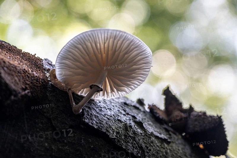 Ringed beech slime beetle (Oudemansiella mucida), Emsland, Lower Saxony, Germany