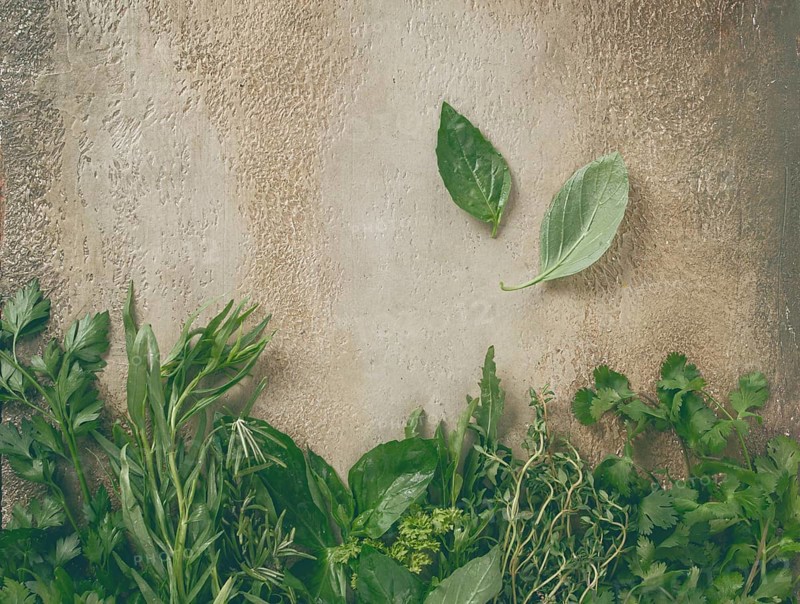 Various fresh herbs are neatly placed along a textured wall. Bright greenery including cilantro, basil, and thyme adds freshness to the rustic kitchen ambiance