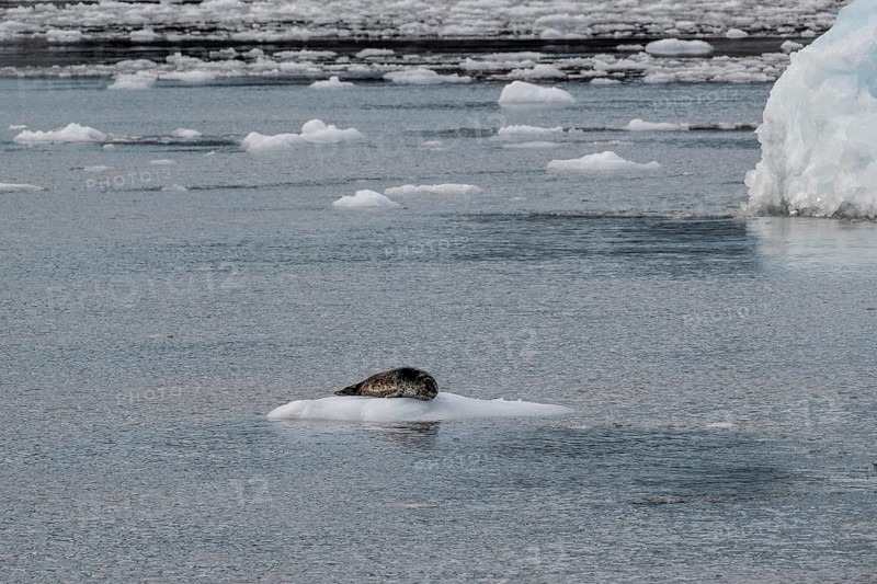 Largha seal (Phoca largha) on an ice floe, Glacier Bay, Alaska, USA
