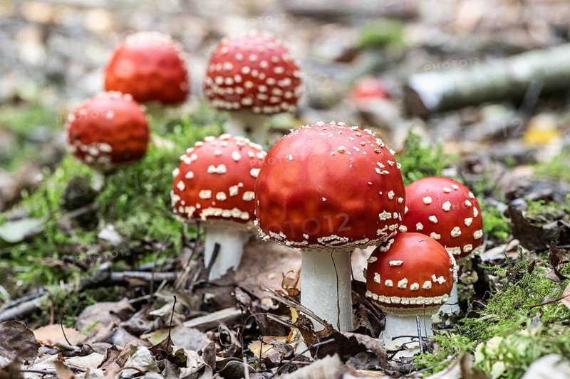 Fly agaric (Amanita muscaria), Emsland, Lower Saxony, Germany