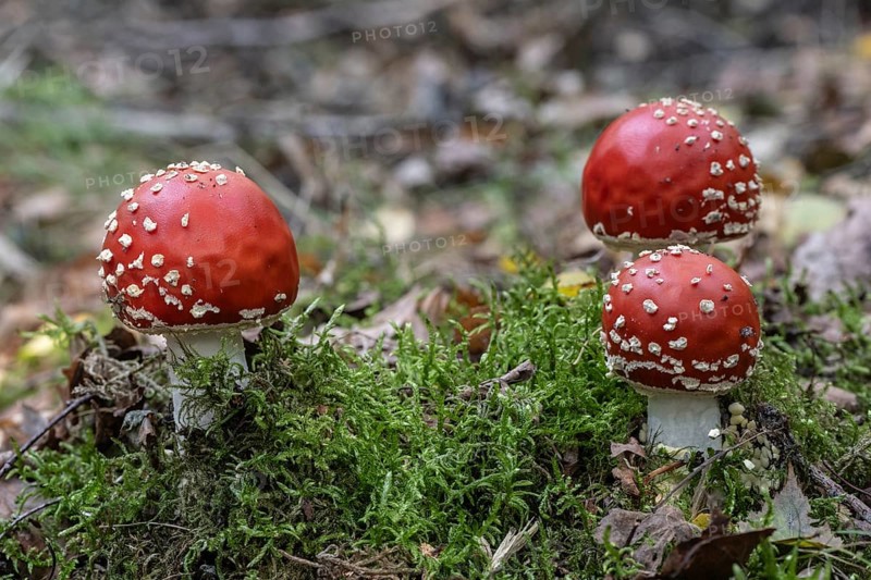 Fly agaric (Amanita muscaria), Emsland, Lower Saxony, Germany