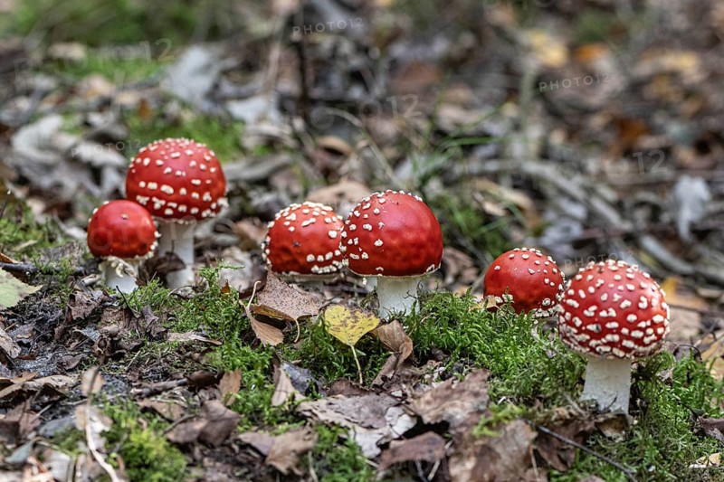 Fly agaric (Amanita muscaria), Emsland, Lower Saxony, Germany