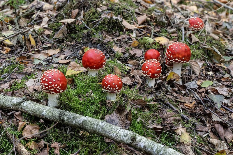 Fly agaric (Amanita muscaria), Emsland, Lower Saxony, Germany