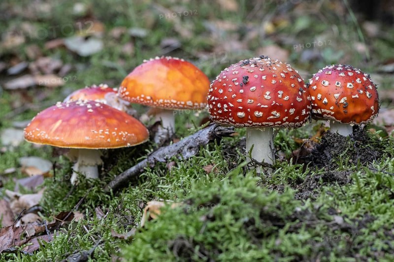 Fly agaric (Amanita muscaria), Emsland, Lower Saxony, Germany