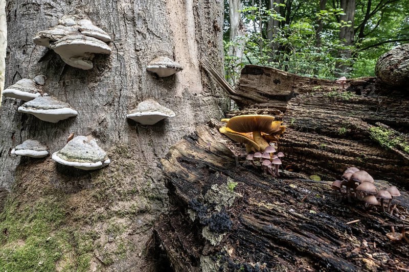 Tinder fungus (Fomes fomentarius) and golden scales (Photiola aurivella), Emsland, Lower Saxony, Germany