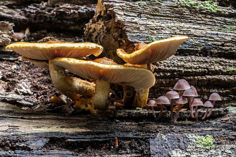 Golden scales (Photiola aurivella) and Stump Brittlestem (Psathyrella piluliformis), Emsland, Lower Saxony, Germany