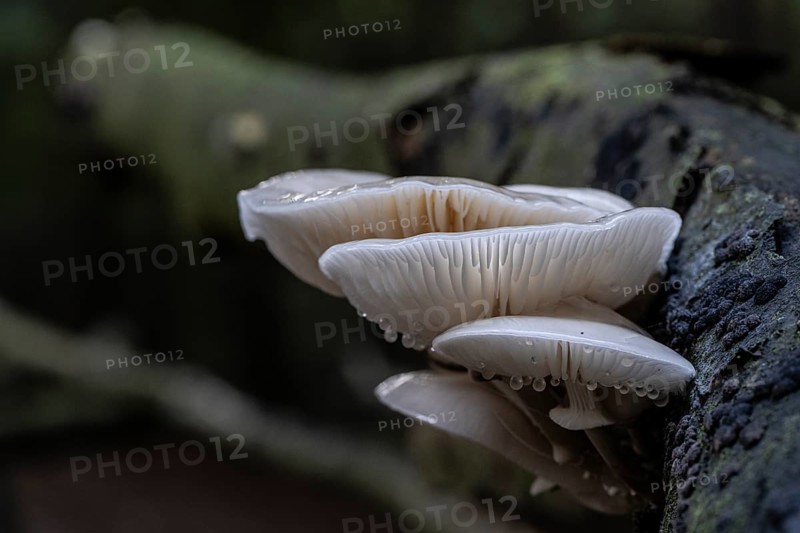 Ringed beech slime moulds (Oudemansiella mucida), Emsland, Lower Saxony, Germany