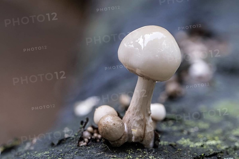 Ringed beech slime moulds (Oudemansiella mucida), Emsland, Lower Saxony, Germany