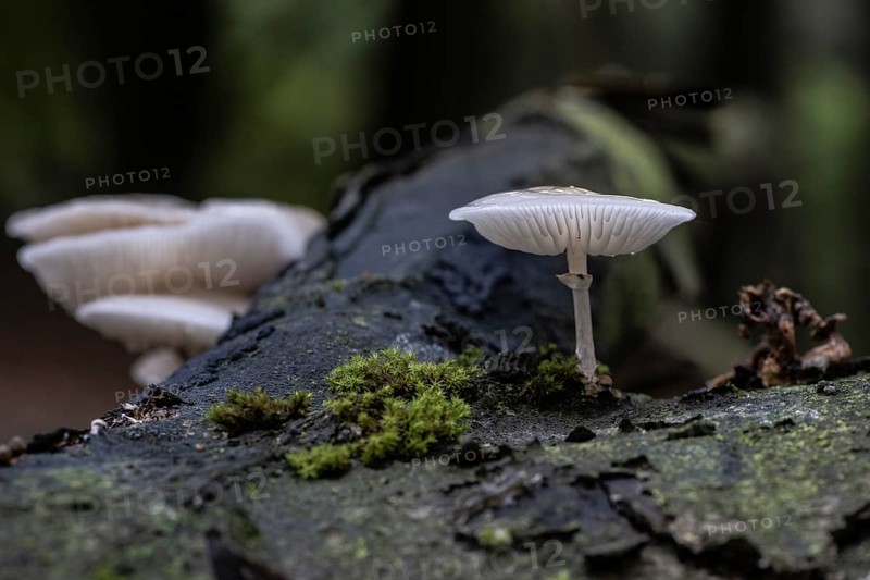 Ringed beech slime moulds (Oudemansiella mucida), Emsland, Lower Saxony, Germany