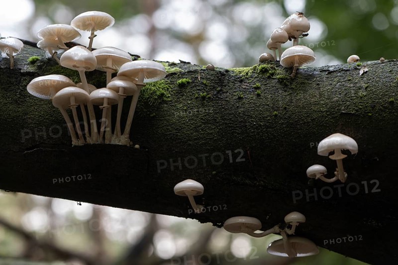 Ringed beech slime moulds (Oudemansiella mucida), Emsland, Lower Saxony, Germany