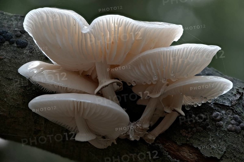 Ringed beech slime moulds (Oudemansiella mucida), Emsland, Lower Saxony, Germany