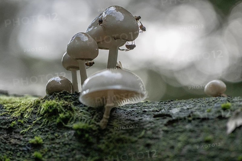 Ringed beech slime moulds (Oudemansiella mucida), Emsland, Lower Saxony, Germany