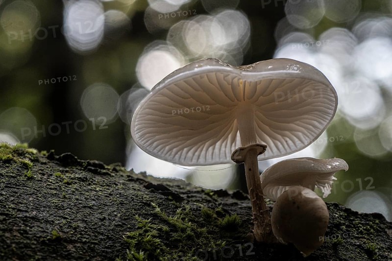 Ringed beech slime moulds (Oudemansiella mucida), Emsland, Lower Saxony, Germany