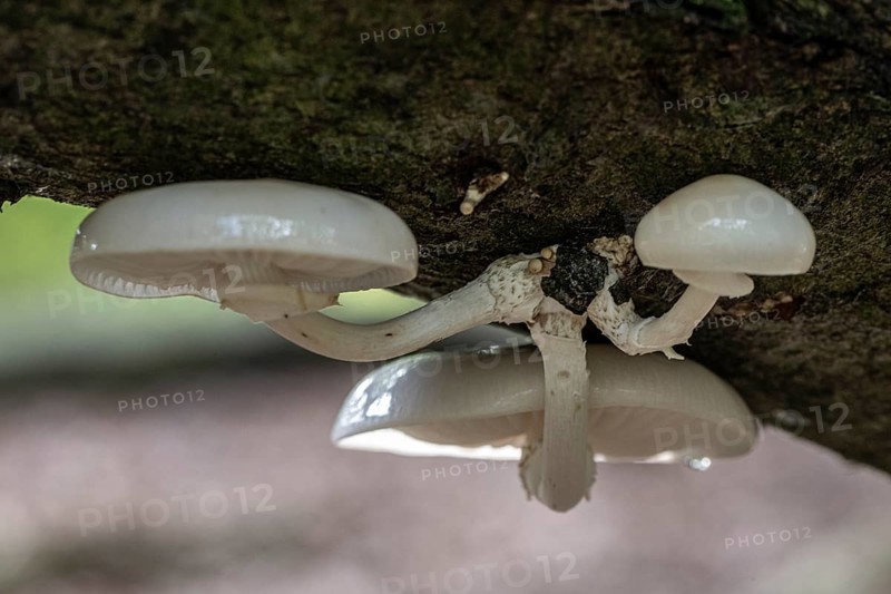 Ringed beech slime moulds (Oudemansiella mucida), Emsland, Lower Saxony, Germany