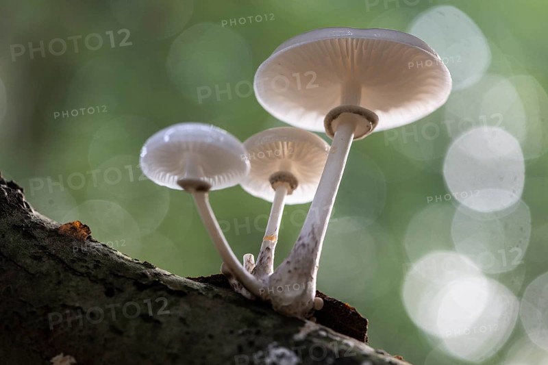 Ringed beech slime moulds (Oudemansiella mucida), Emsland, Lower Saxony, Germany