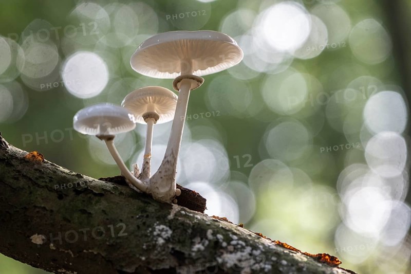 Ringed beech slime moulds (Oudemansiella mucida), Emsland, Lower Saxony, Germany