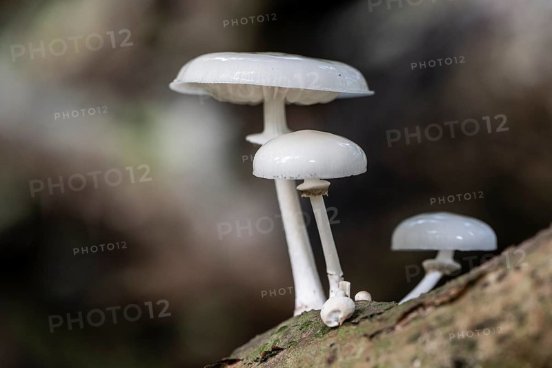 Ringed beech slime moulds (Oudemansiella mucida), Emsland, Lower Saxony, Germany