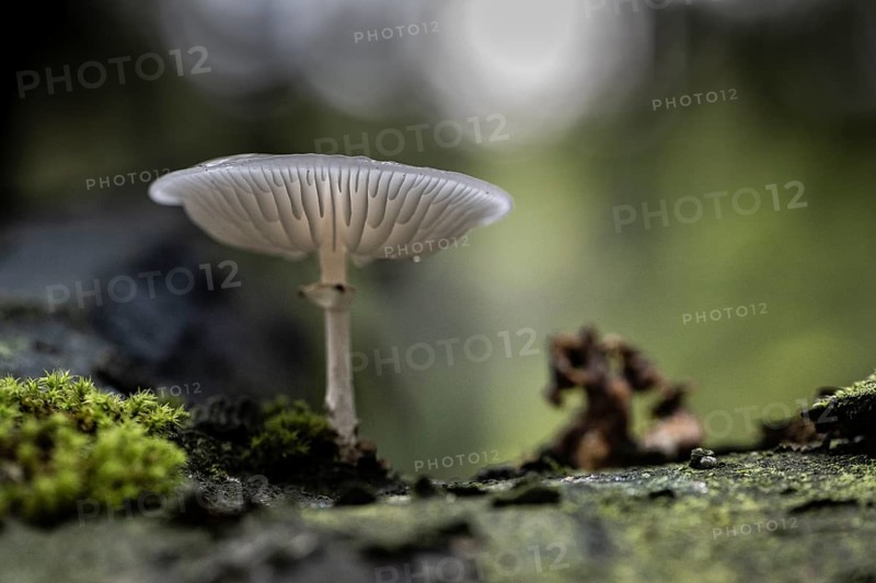 Ringed beech slime beetle (Oudemansiella mucida), Emsland, Lower Saxony, Germany