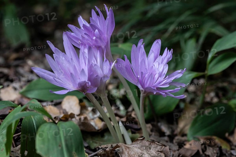 Autumn crocus (Colchicum autumnale Waterlily), Emsland, Lower Saxony, Germany
