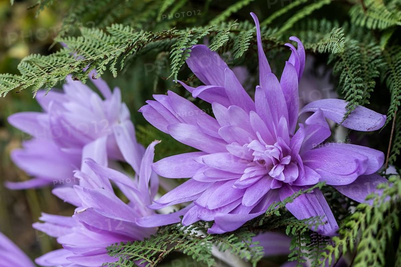Autumn crocus (Colchicum autumnale Waterlily), Emsland, Lower Saxony, Germany