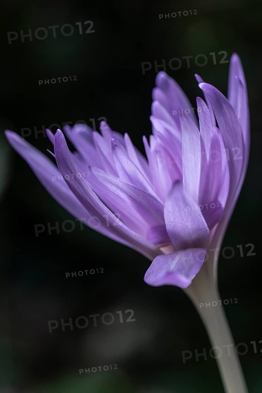 Autumn crocus (Colchicum autumnale Waterlily), Emsland, Lower Saxony, Germany