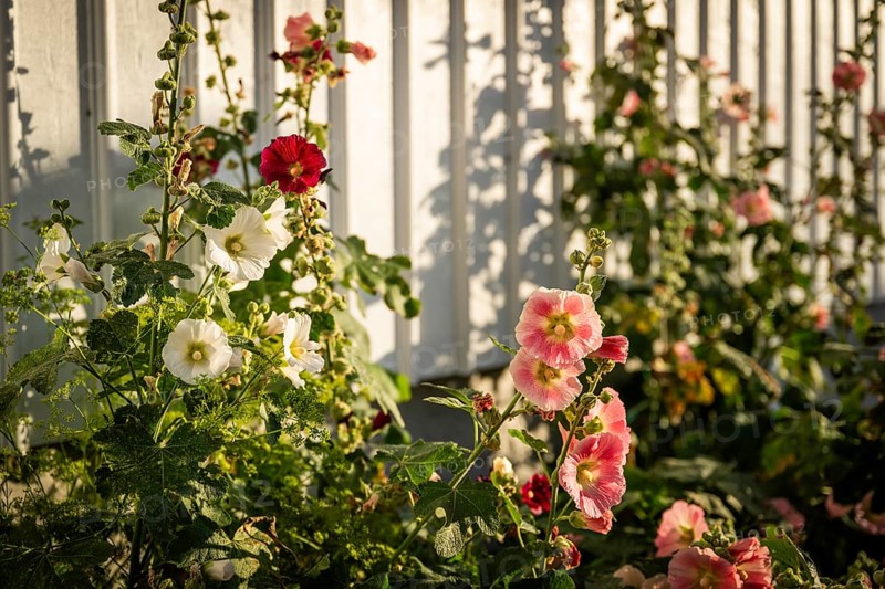 Pink, white and red hollyhocks (Alcea rosea) in front of a white wooden wall of a house in the alleys of Smögen, Smögenbryggan, Västra Götalands Län, Bohuslän, Sweden