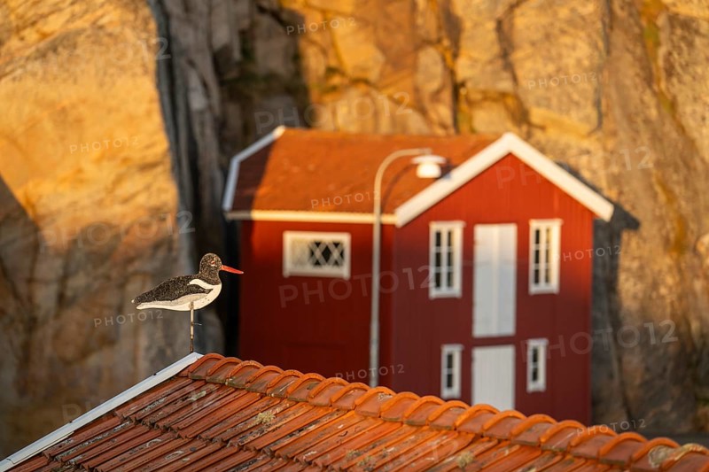 Oystercatcher figure on roof, boathouse between rocks in Smögen harbour, Smögenbryggan, Västra Götalands Län, Bohuslän, Sweden