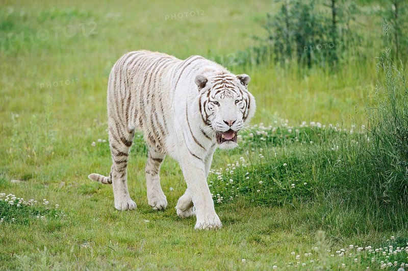 White Royal Bengal Tiger (Panthera tigris tigris), captive, occurring in India
