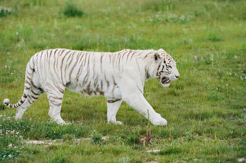 White Royal Bengal Tiger (Panthera tigris tigris), captive, occurring in India