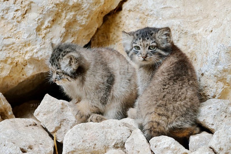 Manul or Pallas's cat (Otocolobus manul, Felis manul), young animals, captive, native to Central Asia