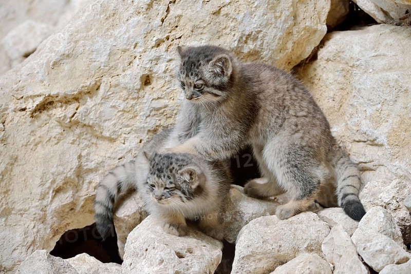 Manul or Pallas's cat (Otocolobus manul, Felis manul), young animals, captive, native to Central Asia