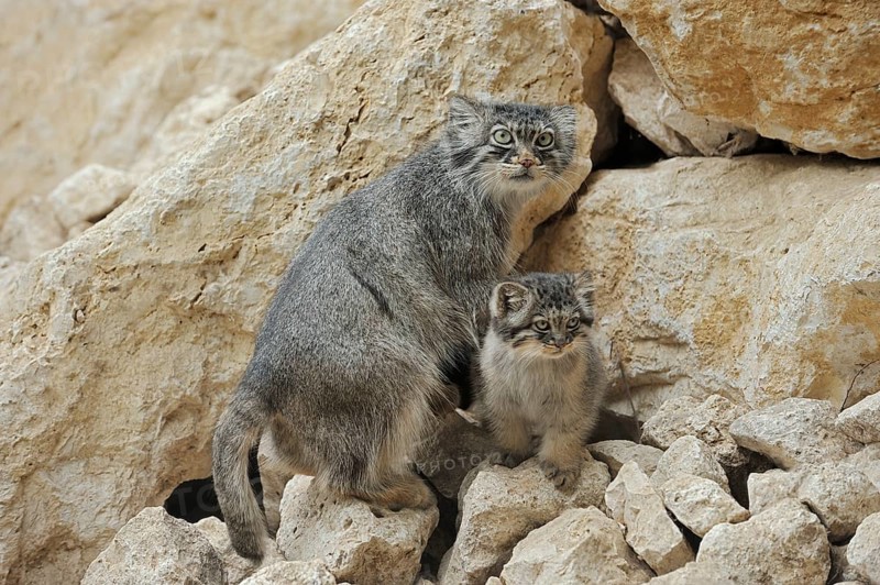 Manul or Pallas cat (Otocolobus manul, Felis manul), female with kitten, captive, native to Central Asia