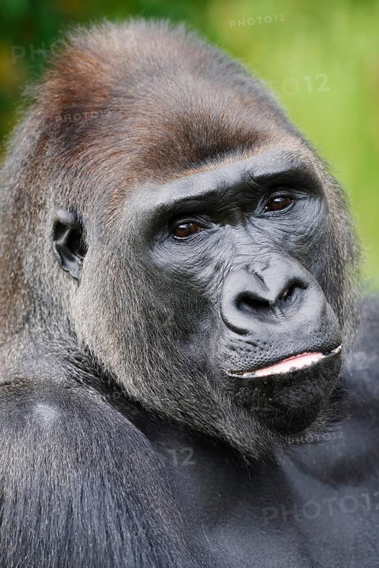 Western lowland gorilla (Gorilla gorilla gorilla), male, silverback, portrait, captive, occurrence in Africa