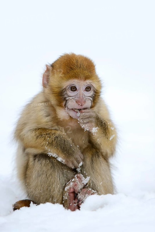 Barbary macaque or magot (Macaca sylvanus), young animal in winter, Morocco