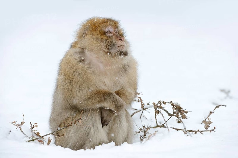 Barbary macaque or magot (Macaca sylvanus), male in winter, Morocco
