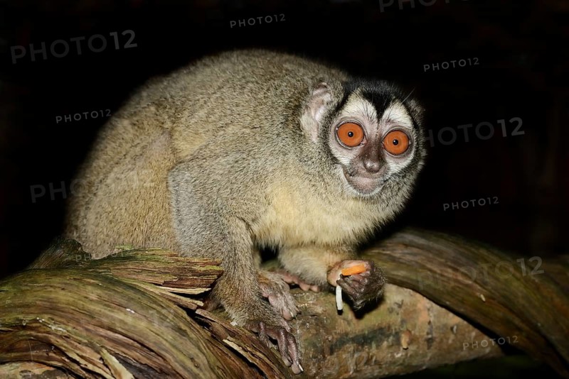 Grey-handed night monkey (Aotus griseimembra, Aotus lemurinus griseimembra) sits feeding on a branch, endangered species, captive, native to Venezuela and Colombia