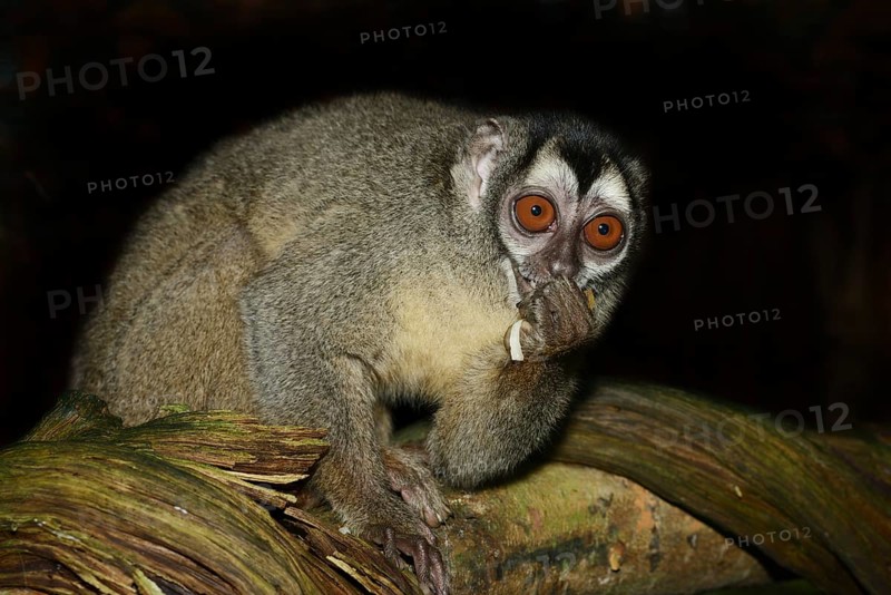Grey-handed night monkey (Aotus griseimembra, Aotus lemurinus griseimembra) sits feeding on a branch, endangered species, captive, native to Venezuela and Colombia