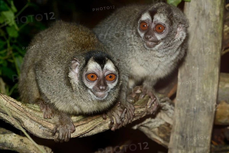 Grey-handed night monkey (Aotus griseimembra, Aotus lemurinus griseimembra), pair, endangered species, captive, native to Venezuela and Colombia